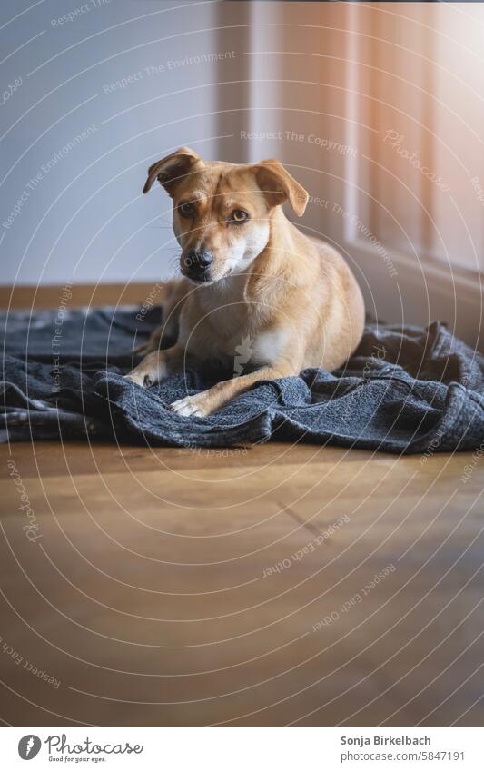 Süsse Maus Hund Haustier Tier Tierporträt Farbfoto Tiergesicht niedlich Tierliebe Hundeschnauze Hundeblick Fell Haushund Neugier