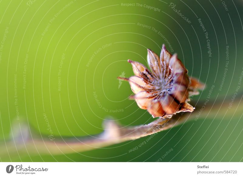 stern am stiel Umwelt Natur Pflanze Herbst Samen Vergänglichkeit Stern (Symbol) Holz beobachten Blühend verblüht dehydrieren Wachstum alt ästhetisch