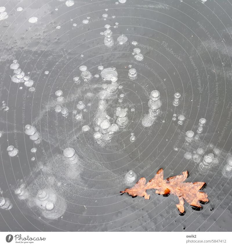 Frostblatt Laubblatt festgefroren Eichenblatt Herbstlaub Eisfläche Wasseroberfläche geduldig Makroaufnahme eisig geheimnisvoll ruhig Eiskristall unten