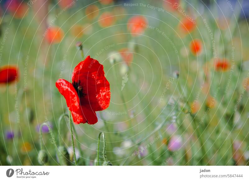 immer wieder mohntags. Mohn Blüte Blume Mohnblüte Sommer Pflanze rot Klatschmohn Schwache Tiefenschärfe Farbfoto Idylle roter mohn Natur Feld Mohnfeld papaver