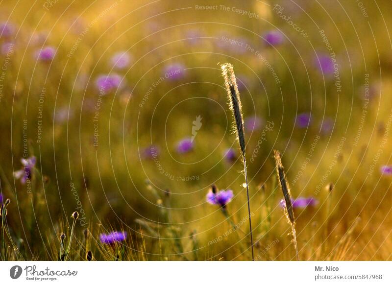 sommerwiese Natur Umwelt Pflanze Sommer Landschaft Feld Kornfeld Sommertag Wärme Blumenwiese Gras frisch Wildpflanze Duft Wiesenblume Kornblume sommerlich Blüte