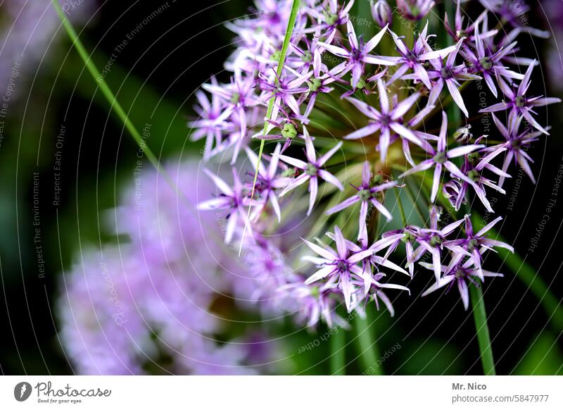 Zierlauch Frühling Pflanze Blume Blüten Umwelt Natur Lila violett Sommer Blühend Zierlauchblüte Zierblüte Garten lila flora Duft natürlich blumig blütenzart