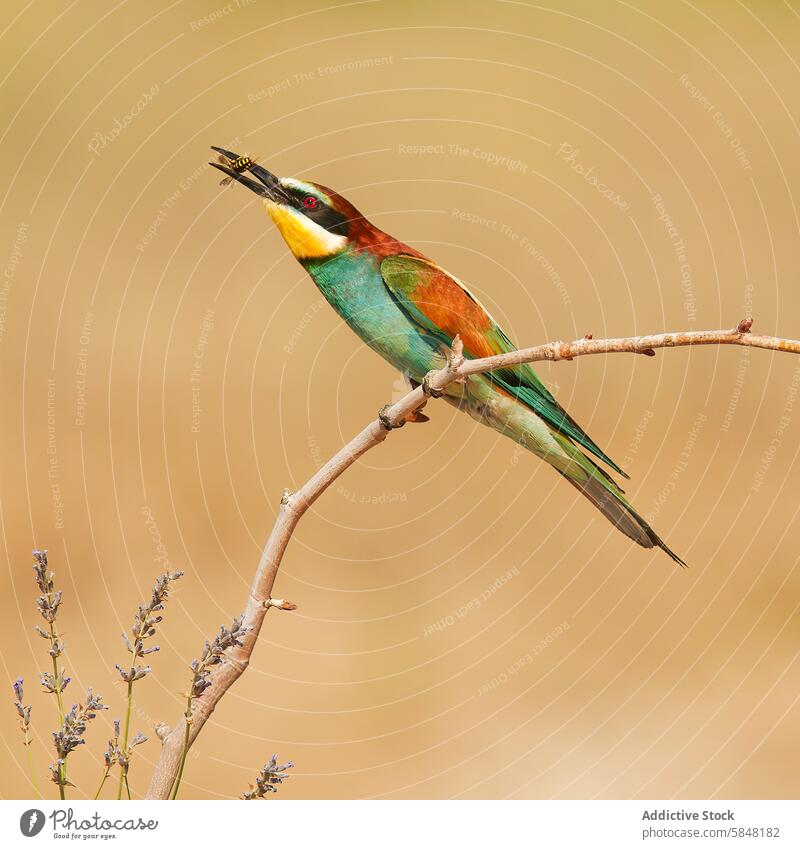 Bienenfresser mit Beute auf einem Ast in seinem natürlichen Lebensraum Europäischer Bienenfresser merops apiaster Vogel Tierwelt Natur Barsch Insekt füttern