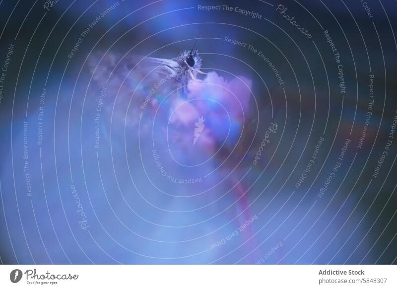 Roter Unterflügelskipper auf abstraktem Blumenhintergrund Insekt Spialia Sertorius Schmetterling Natur Tierwelt Makro Nahaufnahme geblümt Hintergrund ätherisch