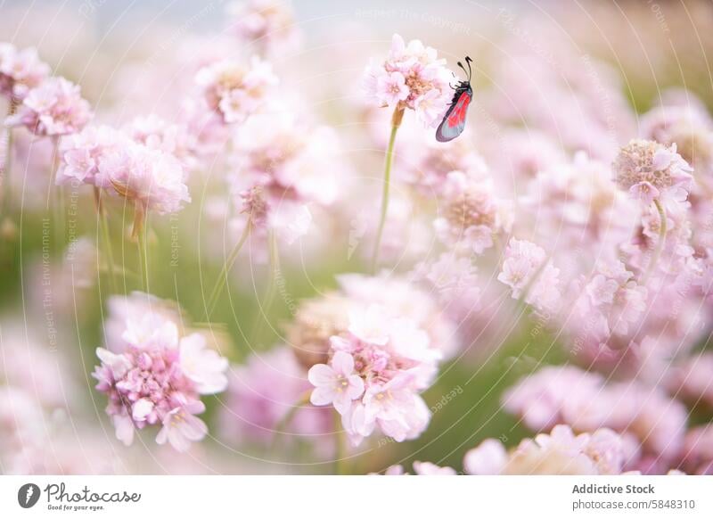 Rote Zigeunermotte auf zartrosa Blüten ruhend Insekt rot Motte Blume Garten Natur filigran Wanze Flügel Pastell Flora pulsierend farbenfroh Fauna verträumt