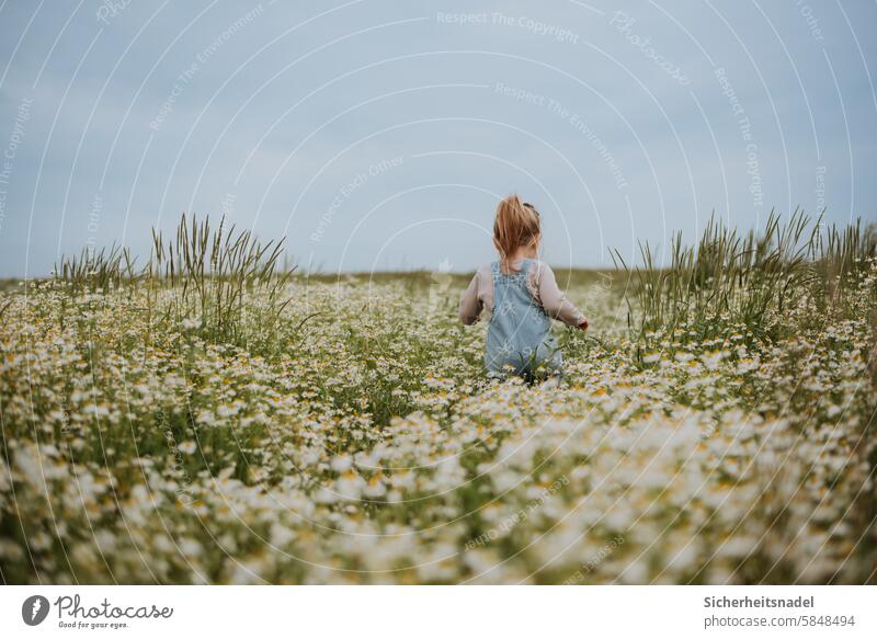 Kind läuft durch die Blumenwiese Glück Kindheit Mädchen Freude Außenaufnahme Natur Sommer Spielen Lebensfreude Kinderspiel kamillenfeld Naturkind Fröhlichkeit