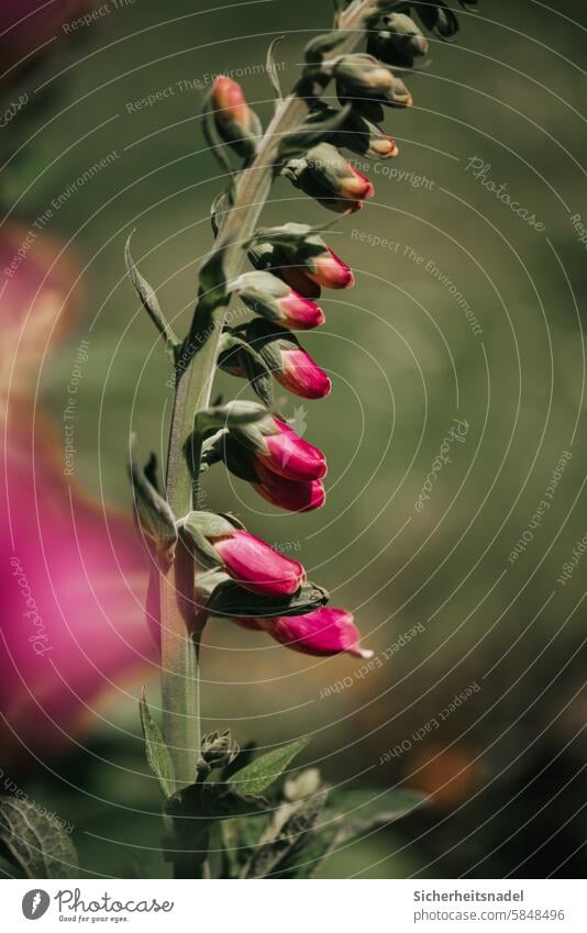 Fingerhut Pflanze Blüte Natur Blume Wildpflanze Wildblume Außenaufnahme Sommer Menschenleer Farbfoto Garten giftig