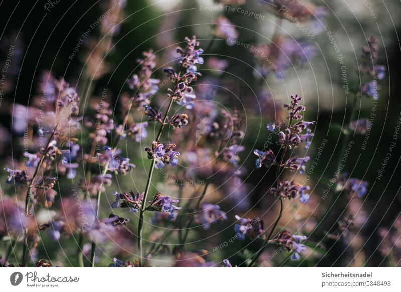 Katzenminze Pflanze Blume Blüte Sommer Natur Blühend Garten Menschenleer violett Außenaufnahme lila Starke Tiefenschärfe