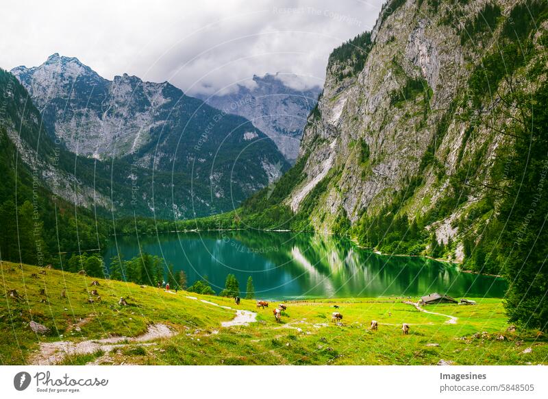 Reiseziel Königssee Obersee. Wandern in den Bergen. Landschaftskulisse. Berchtesgadener Land, Bayern, Deutschland Kühe Alpen Erwachsener Abenteuer