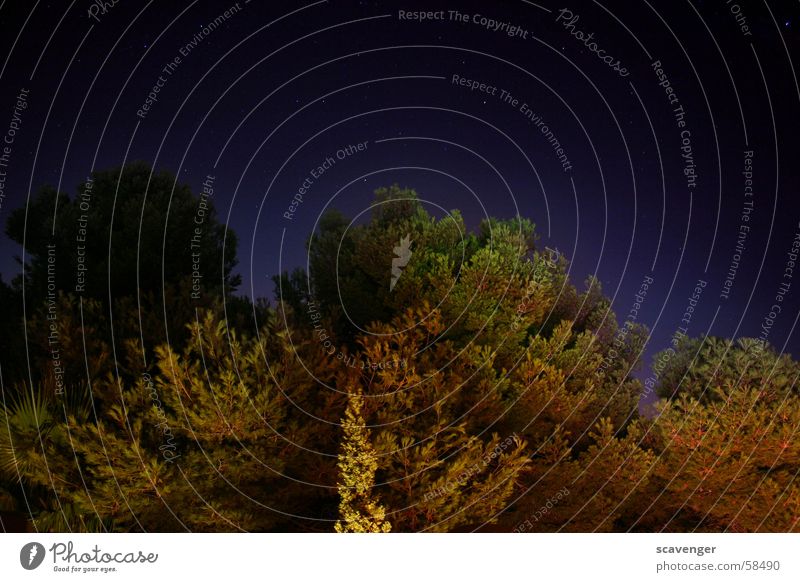 Waldbeleuchtung Baum Licht mehrfarbig rot grün Sträucher Hecke Nacht dunkel schwarz Horizont Himmel Natur Ast Pflanze Beleuchtung hell Himmelszelt Weltall space