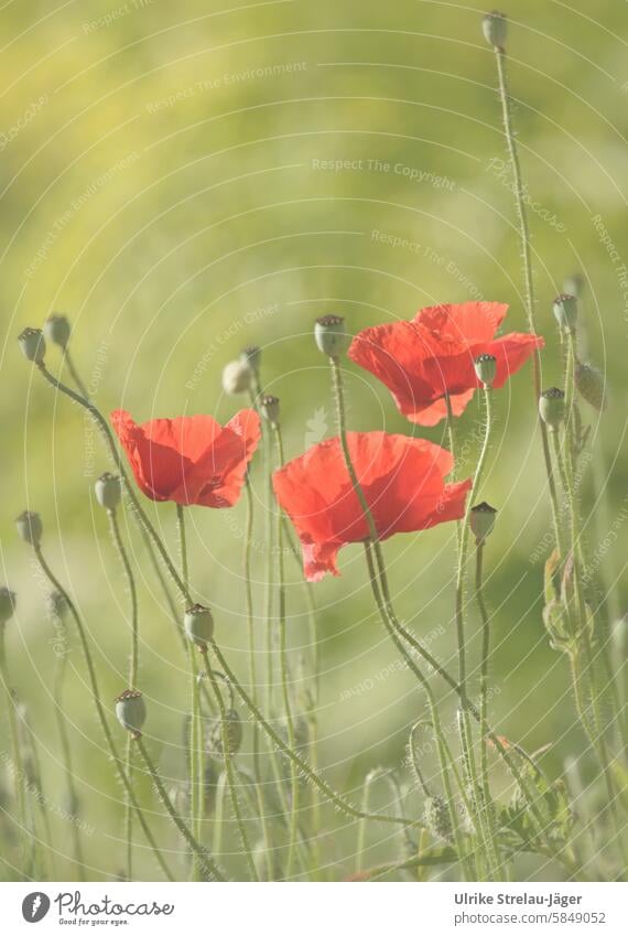 Mohnblumen | Werden und Vergehen Monblume rot grün Pflanze Mohnblüte Wiese Feld Blüte Klatschmohn blühen leuchtend Frühling Blume zart weich dezent floral