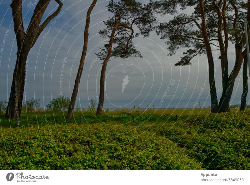 Blick auf die Ostsee von der Strandpromenade aus über grüne Büsche und durch Kiefernbäume hindurch. Ein sonniger Tag in Binz auf der Insel Rügen, Deutschland