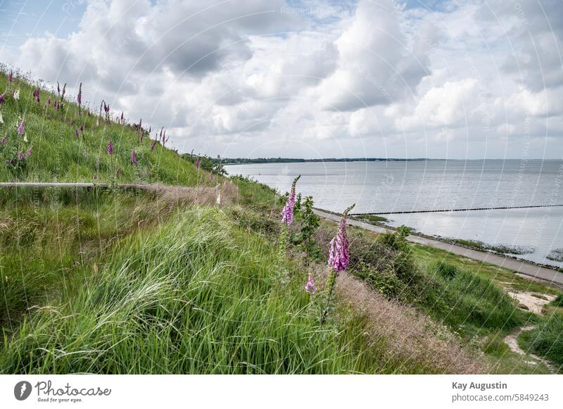 Am Wattenmeer Am Nordseeufer Küste Wasser Meer Natur Außenaufnahme Tourismus Farbfoto Horizont Weißblühender Fingerhut Digitalis purpurea Rotblühender Fingerhut