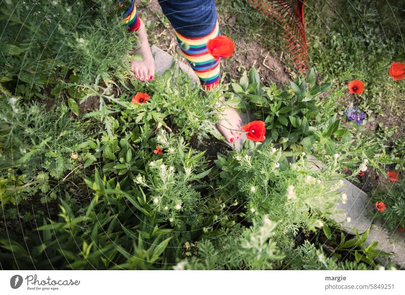 ausgefranst |Mohnblüten im Beet Garten Pflanze Füße auf dem Boden Frau Jeanshose jeans Zehen Fuß Nagellack regenbogenfarben feminin Barfuß welk Rechen Blumen