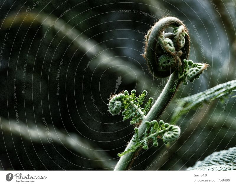 Farnkurve1 grün Pflanze Holzmehl Ferne Waldpflanze Spirale Blatt Echte Farne leaf