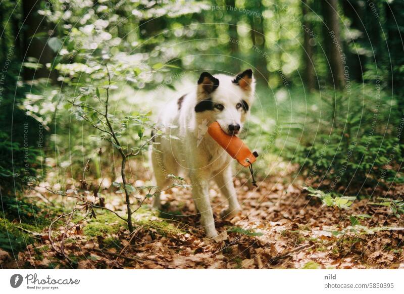 Sachi – Tierisch Natur Außenaufnahme niedlich Tierwelt Tierporträt Haustier Farbfoto Blick Neugier Tiergesicht beobachten Tierliebe Hund Rassehund Haushund