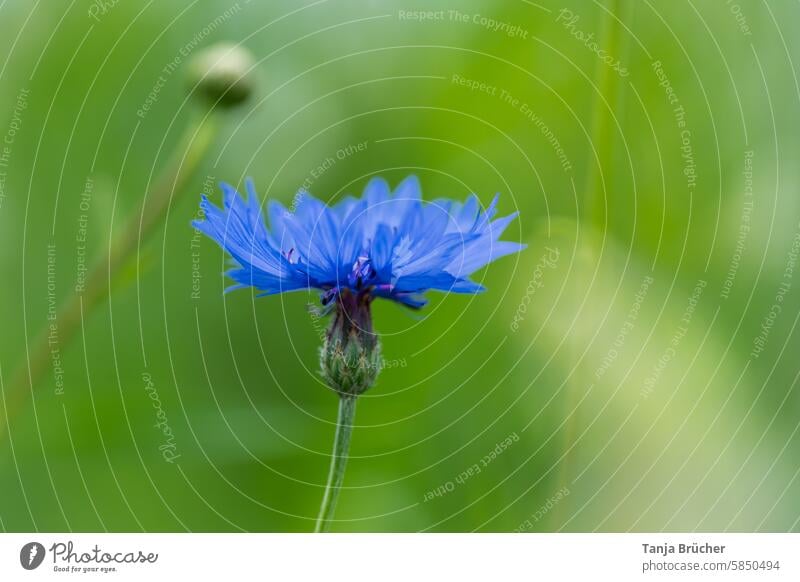 Blütenkorb der Kornblume neutraler Hintergrund Tageslicht natürliche Farbe natürliches Licht grüner Hintergrund Sommer Sommergefühl blau sommerlich Sommerblumen