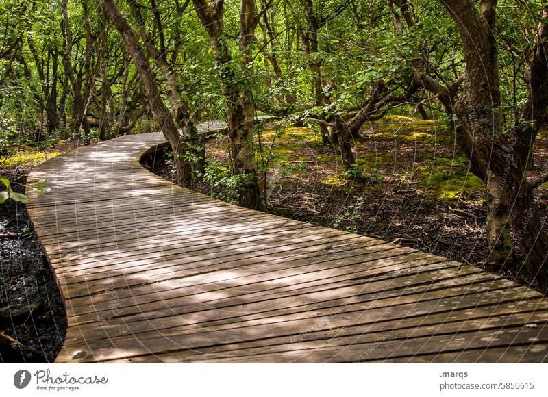 Holzweg Natur Wald Bohlenweg wandern grün erholsam Ruhe Baum Spaziergang Wanderweg Holzsteg Fußweg Schatten Licht Kontrast Naturschutzgebiet Biegung zielführend