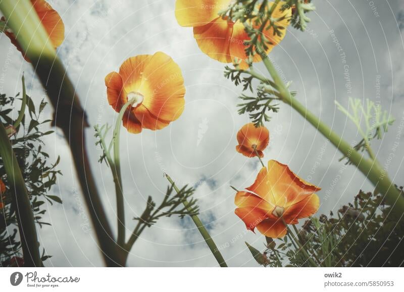 Aufwärtstrend Kalifornischer Mohn Blüte blühen nach oben Blick von unten aufstrebend Himmel Kontrast Wachstum Blitzlichtaufnahme Blühend sommerlich leuchtend