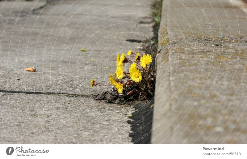 Kahlschlag Blume Pflanze Wachstum Blühend Zement Asphalt Huflattich Korbblütengewächs Heilpflanzen Rauschmittel Einsamkeit Leben Am Rand Straße amleben Ernte