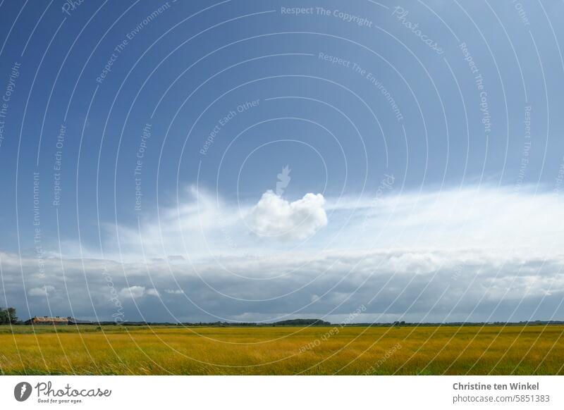 Der nächste Regenschauer kommt bestimmt Landschaft Wolken Regenwolken ländlich Sommer Wiese Feld Himmel gelb blau Weite Heimat Natur Umwelt Gras Horizont