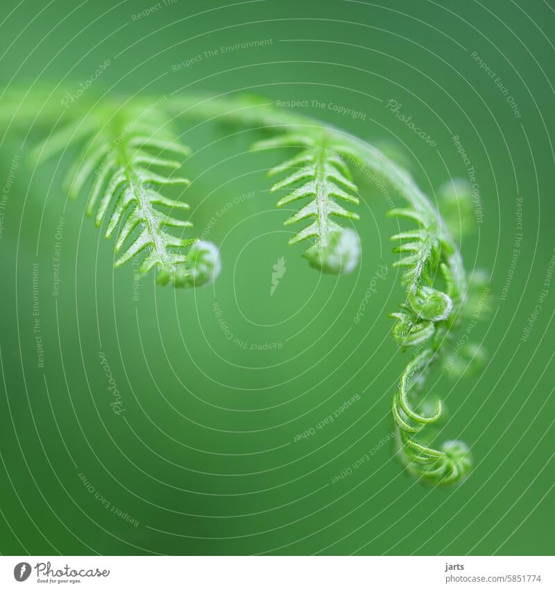 Feinheit des Farns ästhetisch Pflanze Natur Farbfoto Wildpflanze Wald natürlich Detailaufnahme Außenaufnahme grün Umwelt Farnblatt Echte Farne filigran