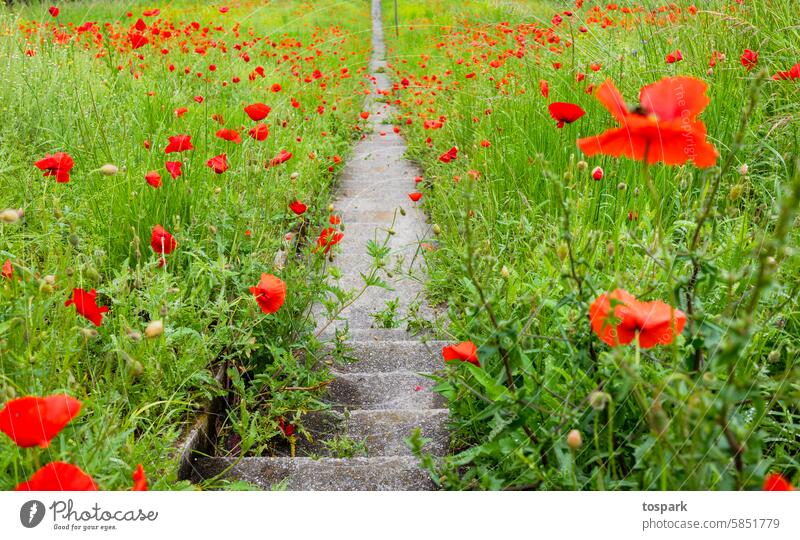 Mohn mit Treppe Blume Natur Pflanze Blüte Mohnblüte Mohnblumen Feld Wildpflanze Menschenleer Wiese Außenaufnahme Farbe Klatschmohn Blühend Idylle Landschaft