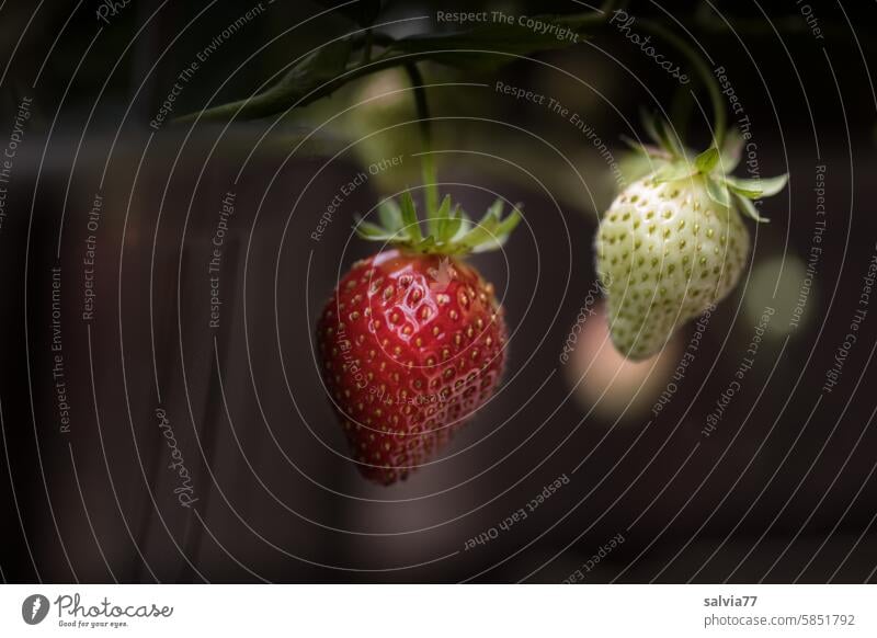 reife und unreife Erdbeeren hängen am Blumenkasten Frucht rot grün frisch Gesundheit süß lecker Lebensmittel fruchtig Ernährung Gesunde Ernährung Nahaufnahme