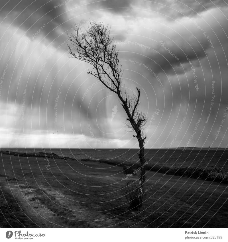 Gegen den Wind Umwelt Natur Landschaft Urelemente Luft Wasser Wolken Gewitterwolken Herbst Klima Wetter schlechtes Wetter Unwetter Regen Pflanze Baum Wellen