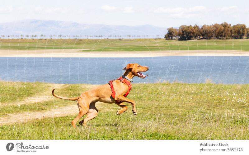 Energetischer Vizsla-Hund läuft fröhlich in der Natur rennen Feld See Berge u. Gebirge Blauer Himmel Gras energetisch freudig Sprinten braun Haustier anleinen