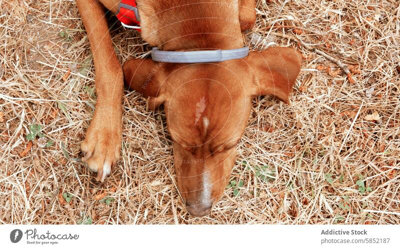 Vizsla-Rüde beim Ausruhen in der freien Natur Hund aussruhen im Freien Haustier züchten trockenes Gras liegend natürlicher Lebensraum Tier Eckzahn braun