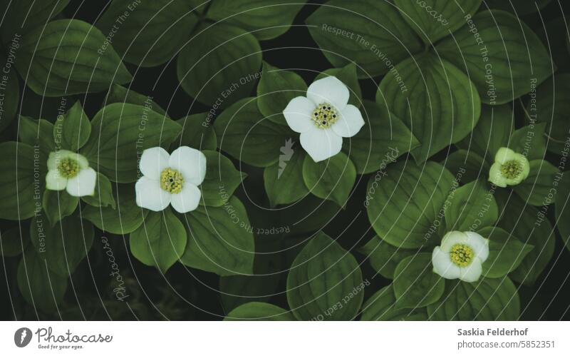 Hartriegelblüten im Waldschatten Pflanze Blüte weiß Blume Wildblumen Natur dunkel Waldpflanze Umwelt Wildpflanze grün Umweltschutz Nova Scotia Kanada Sommer