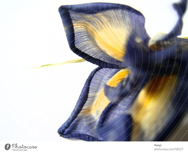 Schwertlilie II Blatt Pflanze gelb Blume zart zerbrechlich Blüte Blütenblatt Lilien leicht welk Verfall Faser Natur blau sanft Farbe alt