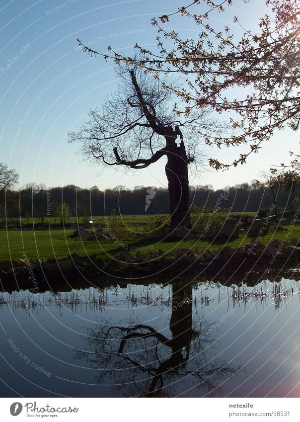 Alt wie ein Baum Eindruck