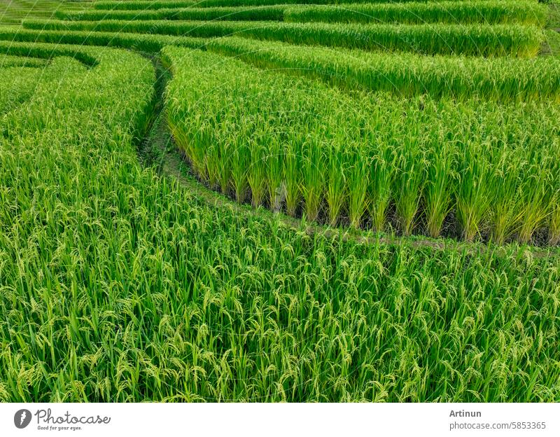 Landschaft mit grüner Reisterrasse. Naturlandschaft. Grüner Reisanbau. Terrassenförmig angelegte Reisfelder. Grüne Agrarlandschaft. Ein Feld mit grünen Reispflanzen mit einem gewundenen Weg durch die Mitte.