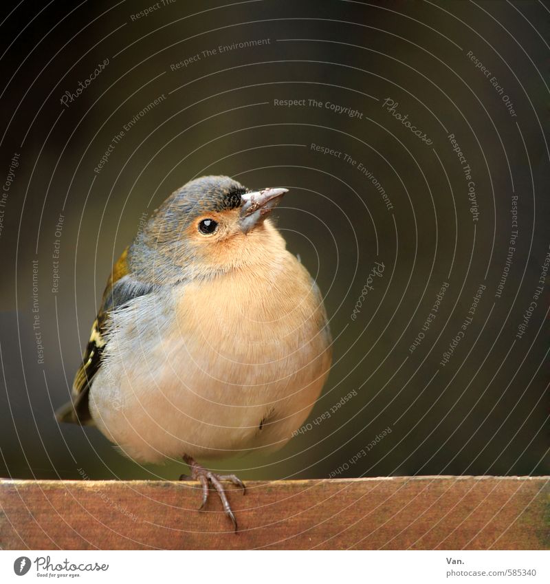 Männlein Natur Tier Wildtier Vogel Tiergesicht Buchfink 1 Holz klein Neugier braun gelb Farbfoto mehrfarbig Außenaufnahme Menschenleer Hintergrund neutral Tag