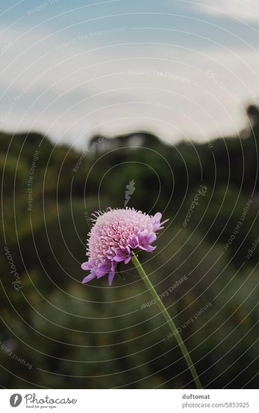 Lila Blume in mediterraner Landschaft lila Natur natürlich Blüte violett Pflanze Blühend Nahaufnahme Schwache Tiefenschärfe schön Detailaufnahme Garten Urlaub