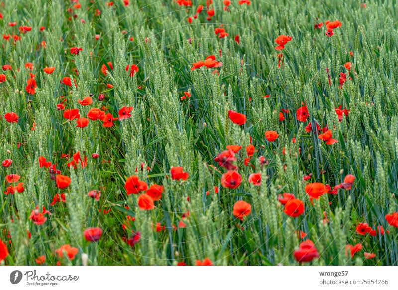 Blühender Mohn zwischen Reihen grünen Getreides Mohnblüte Klatschmohn Sommer roter Mohn Getreidefeld grünes Getreide Kornfeld Getreidereihen Blüte Pflanze Feld