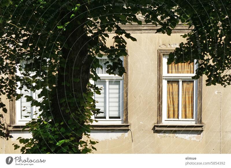 verschlossen I Blick an einem alten Laubbaum vorbei auf drei geschlossene, verhängte Fenster eines Altbaus wohnen Sichtschutz Jalousie Fenstervorhang