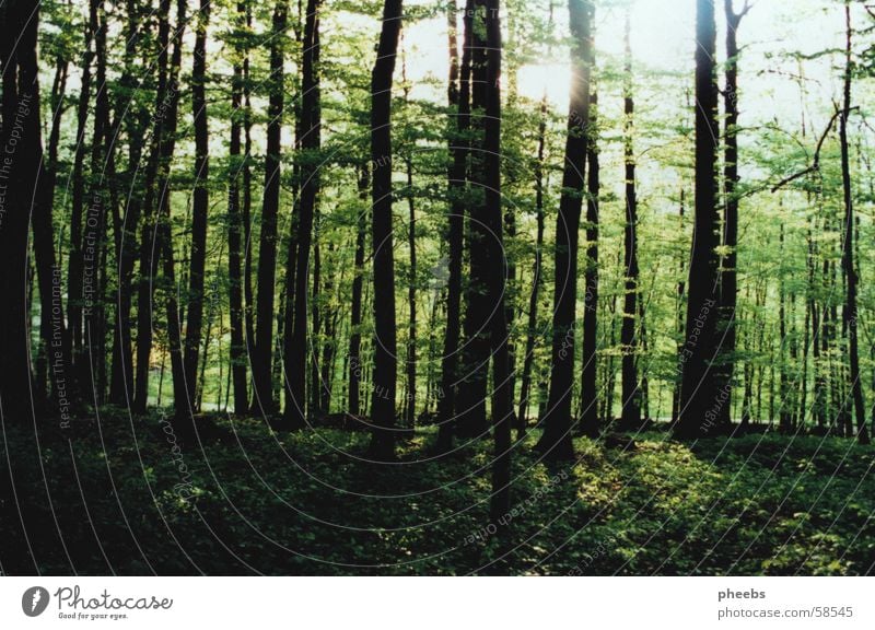 frÜhlingsgefÜhle Wald Baum grün Blatt Frühling aufwachen Blühend Jahreszeiten Ast Sonne Baumstamm Bodenbelag Himmel