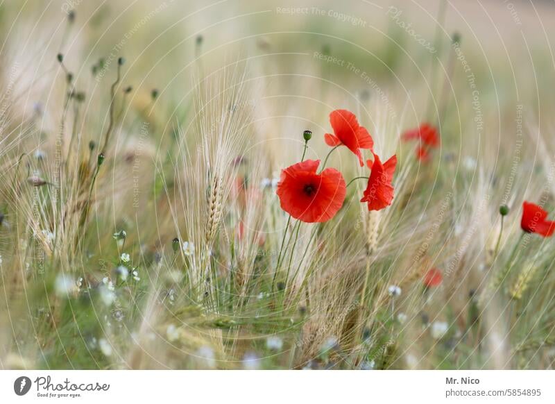 schönen Mohntag ! Blumenwiese Wildpflanze Mohnwiese kornblumen blühen duftend Blüte Sommer Mohnblume Frühling Gräser grün leuchtend Blühend Pflanze Nutzpflanze