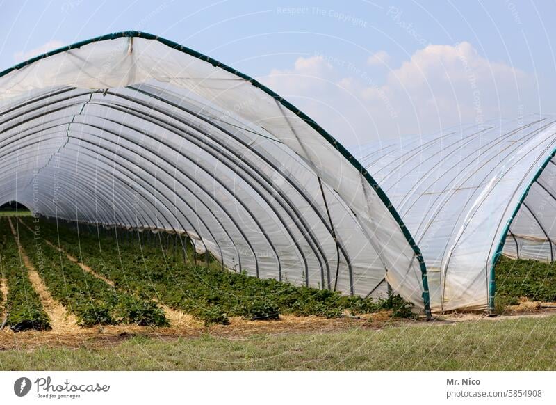 Erdbeertunnel Folientunnel Gewächshaus Wachstum Pflanze Gärtnerei Ernährung Erdbeeren Landwirtschaft Qualität frisch Agrarwirtschaft Vegetarische Ernährung