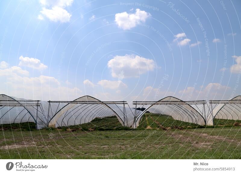 Erdbeertunnel Erdbeeren Gewächshaus Folientunnel Gärtnerei Folienbeet Gewächshaustunnel Erdbeeranbau Bioprodukte Gesunde Ernährung Erdbeerzeit Erdbeerfeld