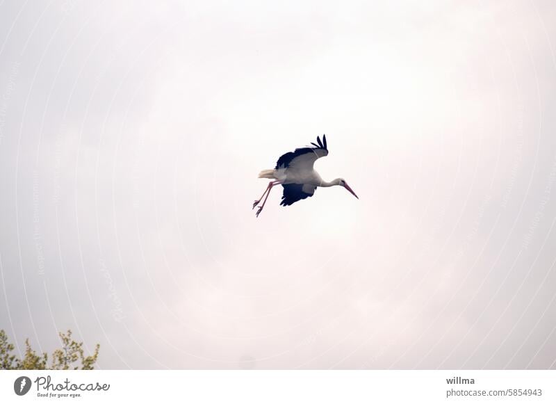 Klappern gehört zum Handwerk, sprach der Storch, und machte sich auf die Socken. Wat ein Stress aber auch mit dem Babyboom. Weißstorch Adebar Klapperstorch