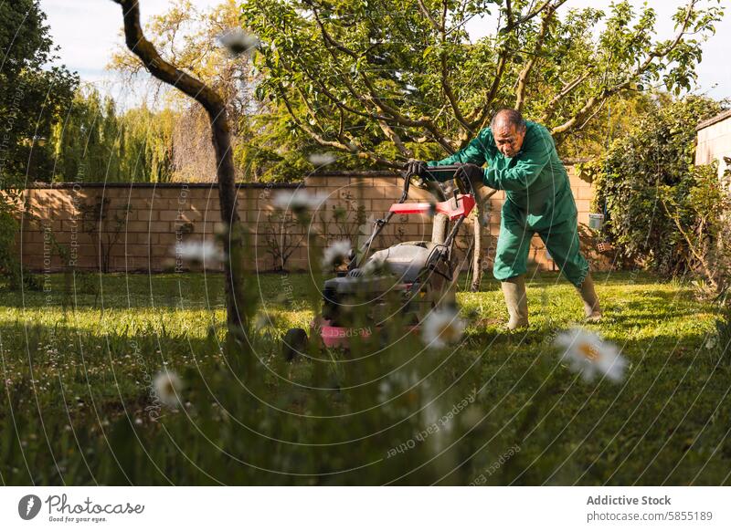 Mann beim Rasenmähen im sonnigen Hinterhofgarten Mähen Garten Senior im Freien Aktivität grün gesamt Gras Baum Blütezeit Blume Tag Arbeit Natur Gartenarbeit