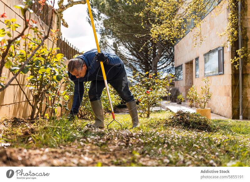 Älterer Mann bei der Gartenarbeit im hellen Sonnenlicht des Frühlings im Freien Bodenbearbeitung Harke Vorbereitung Bepflanzung reif tagsüber Hinterhof Pflege