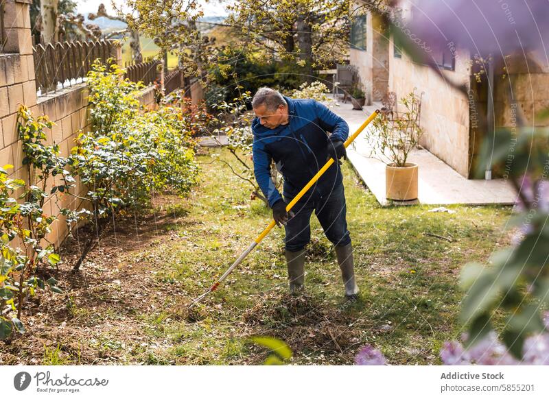 Älterer Mann beim Laubharken in einem sonnigen Garten Harke Blätter Senior im Freien Gartenarbeit Arbeit Grün Blütezeit Sträucher Hof Aktivität Natur