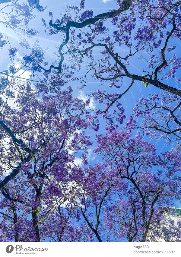 Palisanderholzbaum Jacaranda palisanderholzbaum Trompetenbaumgewächse Natur Sommer Blüte Pflanze Flora schön Blühend Außenaufnahme natürlich Detailaufnahme