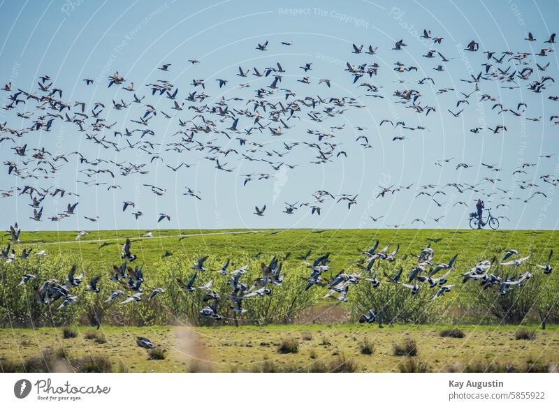 Schwarm Weißwangengänse Schwarm gänse Gänseschwarm Nonnengänse Graugänse Vogelflug Himmel Natur fliegen Freiheit Zugvogel Zugvögel Vogelzug Vögel Vogelschwarm