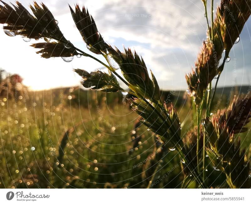 Wiesengras mit Wassertropfen nach dem Regenschauer Wetter Regentropfen nass Tropfen Weide Naturwiese Weideland Klimatisch Nässe Regenwetter Nahaufnahme feucht